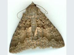 Eudesmeola lawsoni