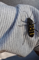 Calloides nobilis