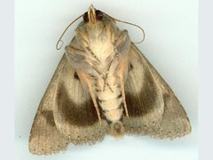 Eudesmeola lawsoni