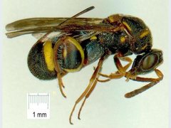 Leucospis