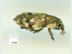 Hypolixus mastersii