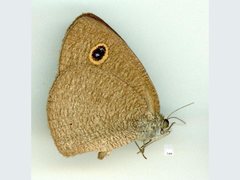 Ypthima arctous