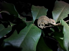Furcifer