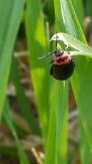 Kuschelina scripticollis