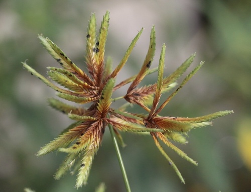 Cyperus oxylepis iNat (3)