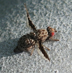 Callopistromyia strigula