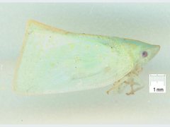 Colgaroides acuminata