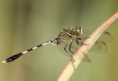 Orthetrum sabina