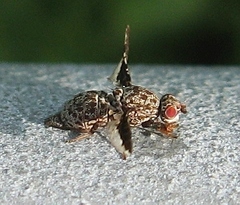 Callopistromyia strigula