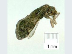 Myopsocidae