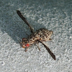 Callopistromyia strigula