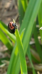 Kuschelina scripticollis