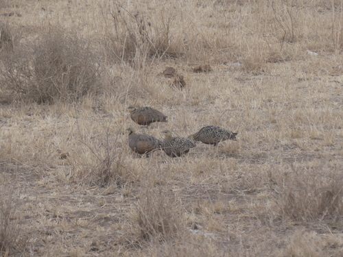 Yellow-throated Sandgrouse (Pterocles gutturalis), photo 9