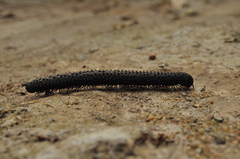 Eucentrobolus tamulus