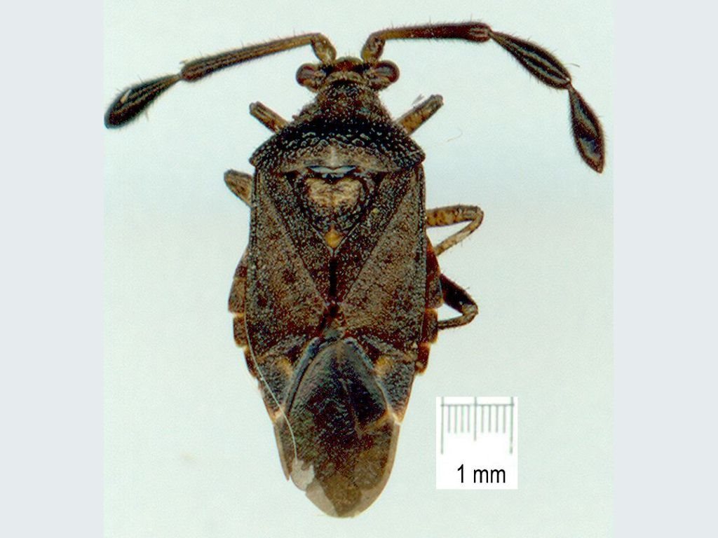 Volkelius