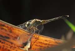 Diplacodes trivialis