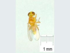 Chyromyidae