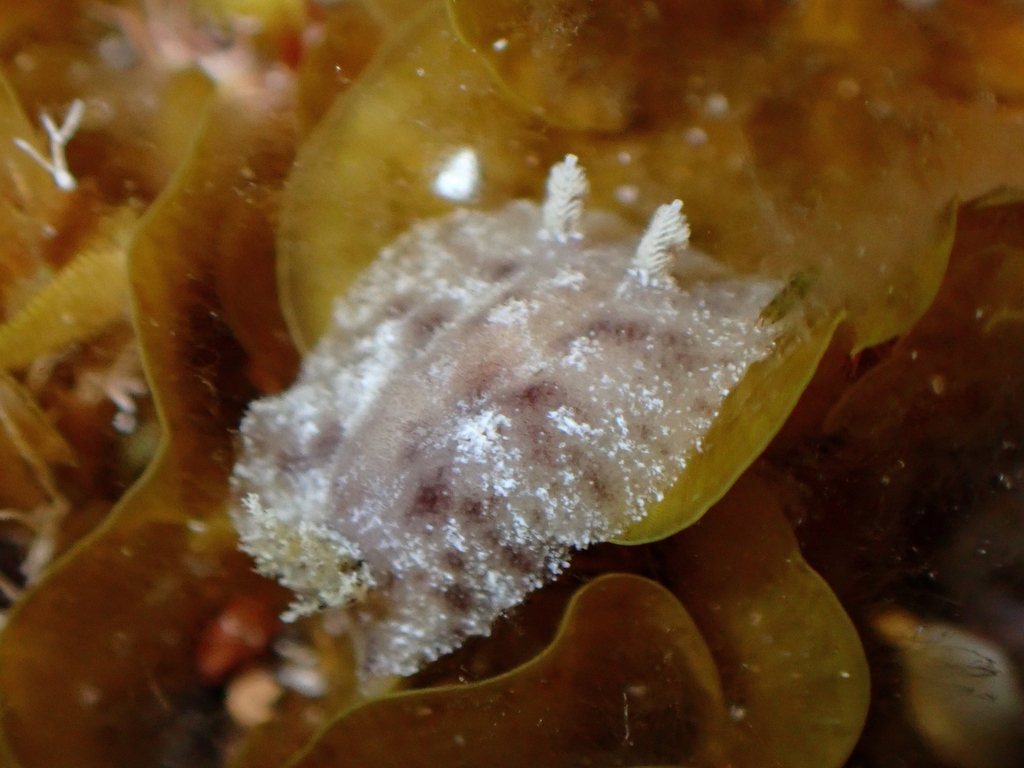 Spotted Foot Nudibranch