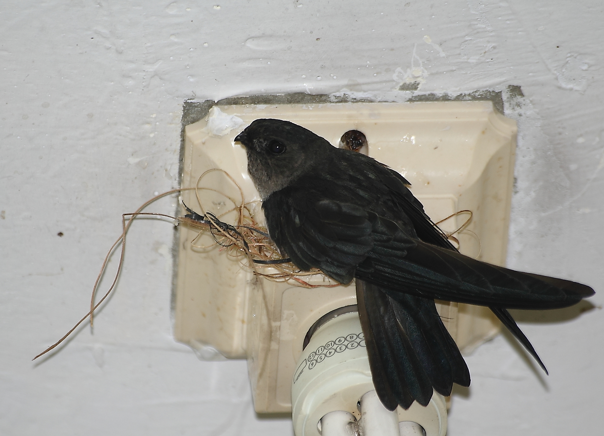 Tenggara Swiftlet illustration