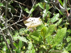 Protogoniomorpha duprei
