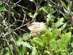 Protogoniomorpha duprei