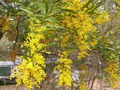 Acacia macradenia
