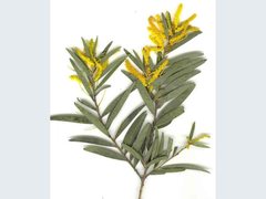 Acacia leptostachya