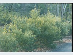 Acacia leptostachya