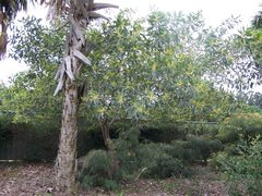 Acacia holosericea