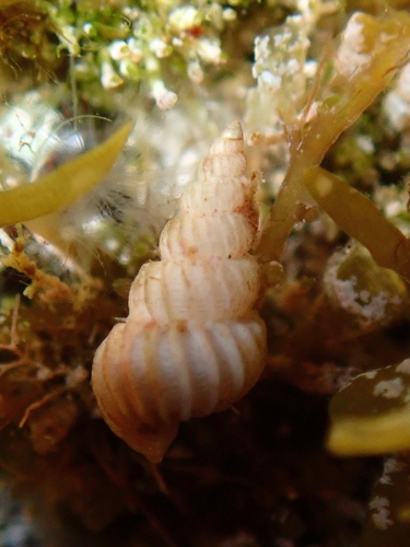 small wentletrap