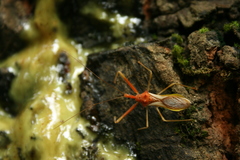 Epidaus bicolor