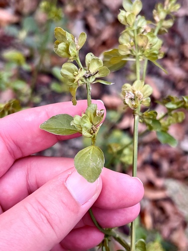 Image of Dicliptera brachiata by (c) ashleyrsteel, some rights reserved (CC BY)