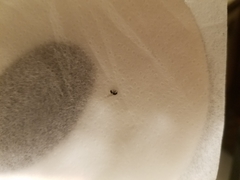 Insecta