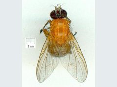 Dichaetomyia