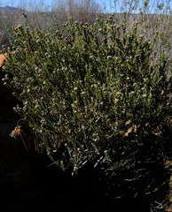 Phylica cryptandroides