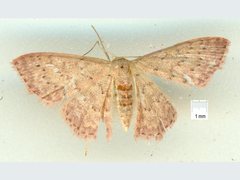 Idaea crinipes