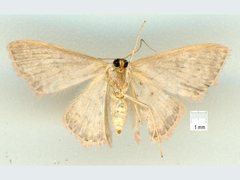 Idaea crinipes