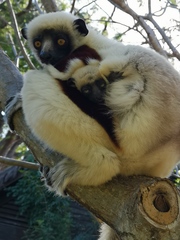 Propithecus coquereli