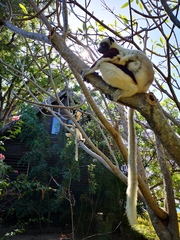 Propithecus coquereli