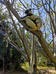 Propithecus coquereli