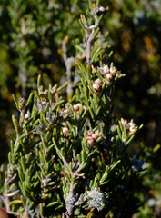 Phylica cryptandroides