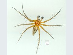 Oxyopes elegans