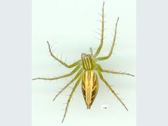 Oxyopes elegans