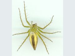 Oxyopes elegans