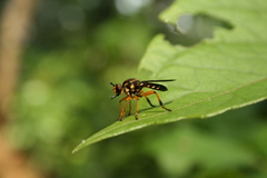 Laphriini