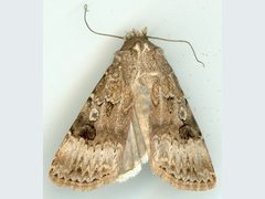 Agrotis poliotis