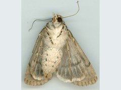 Agrotis poliotis