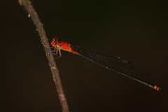 Pseudagrion pilidorsum declaratum