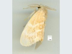 Euproctis trispila