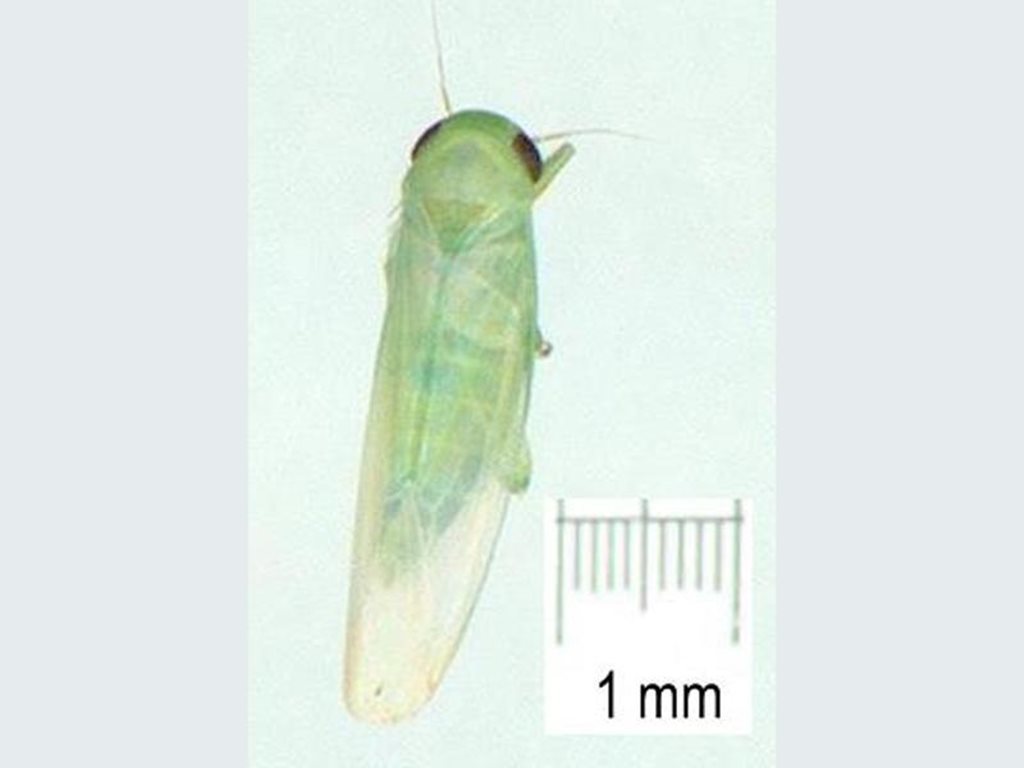 Balclutha incisa